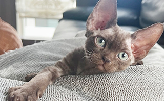 デボンレックス 写真