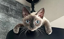 デボンレックス 写真