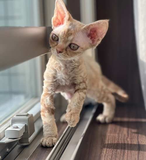 デボンレックス 写真