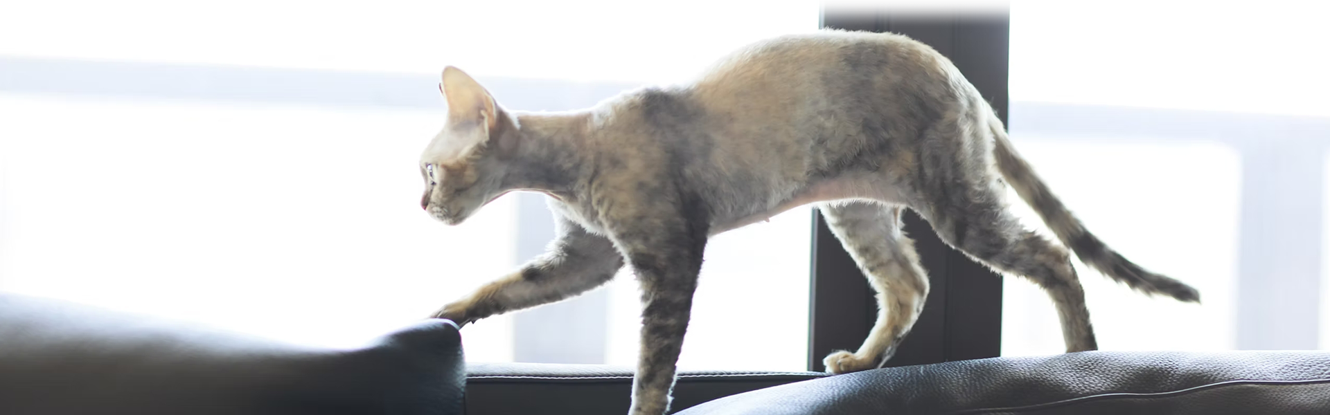 デボンレックス 写真